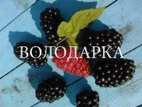 Саженцы ежевики Чачанская бестрна
