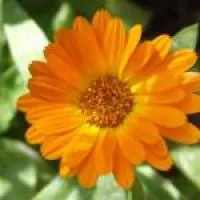 Календула, цветок. Нагідки, цвіт