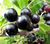 Саженцы черной смородины Софиевская