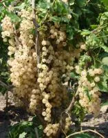 Саженцы смородины Снежана