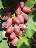 Саженцы винограда Багровый