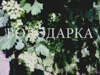 Саженцы винограда Подарок Запорожью