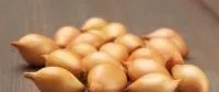 Лук севок Сеттон, фракция 14-17 мм