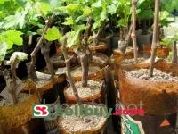 Черенки винограда НиЗина красно-сиреневый средний